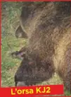  ??  ?? L’orsa KJ2 uccisa a Trento Aveva attaccato due uomini.