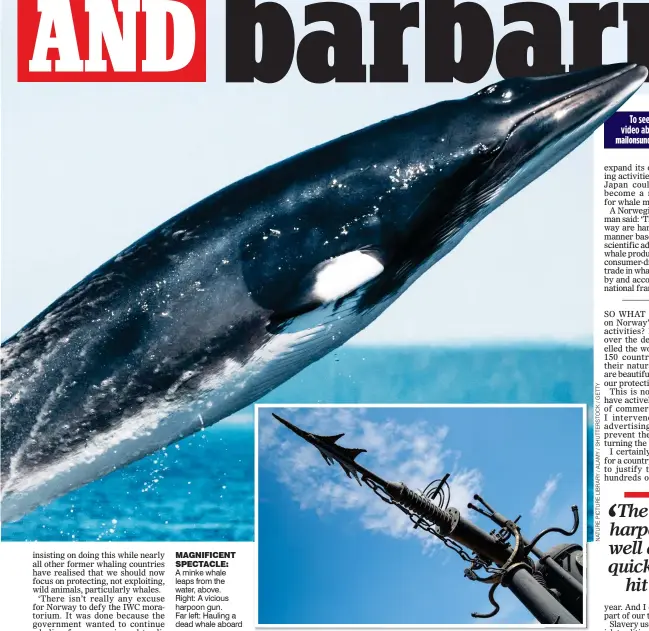  ??  ?? A minke whale leaps from the water, above.
Right: A vicious harpoon gun.
Far left: Hauling a dead whale aboard MAGNIFICEN­T SPECTACLE: