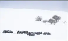  ?? CHRISTIAN MURDOCK/ASSOCIATED PRESS ?? LIVESTOCK HUDDLE IN THE DEEP SNOW outside Divide, Colo., as the snow and wind continue on Thursday.