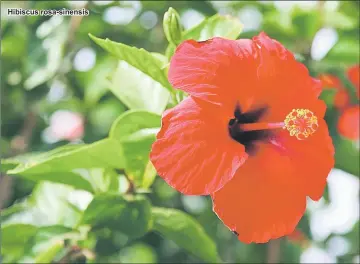  ??  ?? Hibiscus rosa-sinensis