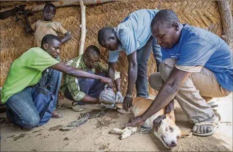  ?? JANE HAHN/THE NEW YORK TIMES PHOTOS ?? Laures Dossou (second from left) pulls a Guinea worm from Djalibe, a 2-year-old dog, with the help of volunteers in Kakale Massa, Chad. Suddenly, a parasite that scientists have fought to eliminate for 30 years has begun attacking village dogs,...