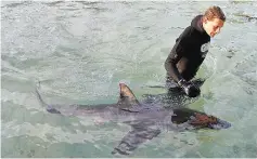  ?? — Reuters photo ?? Fluffy the baby shark swims in Fairy Bower pool after rescuers saved it off Manly beach on Monday.