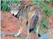  ?? GERRY BROOME, AP ?? Red wolves are among the animal species on the decline.