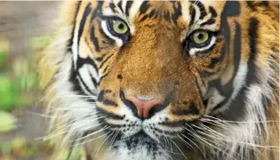  ??  ?? GETTING CLOSER: One of the Sumatran tigers at Thrigby Hall Wildlife Gardens in Great Yarmouth