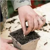  ?? ?? 3 Use seed compost to fill three 9cm pots. Sow one with a courgette seed and the others with either tagetes, lettuce or borage. Keep on a sunny windowsill until there’s no danger of frost, then move outside and transplant into final containers.