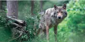  ?? ?? Calls mount in Europe to allow wolf hunts due to increasing livestock deaths blamed on the canines. Photo: © WWF / Marielle van Uiter