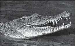  ??  ?? As per latest head count, 1,671 crocodiles were found living in Bhitarkani­ka’s water bodies