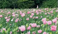  ?? FOTO: DEIKE UHTENWOLDT ?? Der Mohn leuchtet in Magenta und betört die Sinne – doch er macht nicht high.