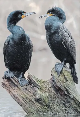  ?? DONALD MUNRO/SPECIAL TO THE EXAMINER ?? This bonded pair of beautiful Double-crested Cormorants photograph­ed in Campbellfo­rd could easily be slaughtere­d if Queen Park's proposed cormorant hunt goes ahead.