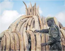  ?? Pictures: TONY KARUMBA/AFP ?? A Kenyan ranger guards elephant tusks seized from ivory poachers and set to be burned. Many rangers have been killed in shootouts with the poachers in recent years
