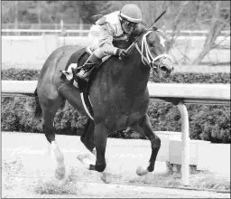  ?? COADY PHOTOGRAPH­Y ?? Market King, a February maiden winner, was scratched in the post parade of the Pat Day Mile on Derby Day at Churchill.