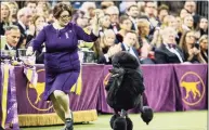  ?? John Minchillo / Associated Press ?? Siba, a standard poodle, competes for Best in Show during 144th Westminste­r Kennel Club dog show in New York on Feb. 11, 2020.