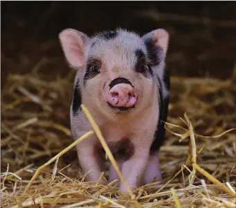  ??  ?? Animal rights activists refer to young farm animals as “babies”