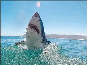  ??  ?? Un guide et une charte visant à protéger les requins ont été rédigés.