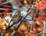  ?? MELISSA HAFTING/Special to The Okanagan Weekend ?? Birdwatche­rs have come from Oregon to see this rare bird in Salmon Arm.