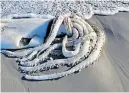  ?? ALI PAULUS ?? A GIANT squid washes ashore on a Cape beach in Kommetjie over the weekend. |