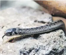  ?? RYAN REMIORZ, THE CANADIAN PRESS ?? A brown snake at Montreal’s Ecomuseum Zoo, which has installed hibernatio­n caves and shelters in an effort to help the brown snake.