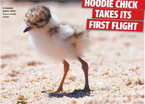  ?? Picture: GLENN EHMKE ?? A hooded plover chick.