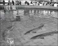  ?? ZHANG GUORONG / FOR CHINA DAILY ?? Chinese sturgeon are kept in a pool used for artificial breeding at the Chinese Sturgeon Research Institute, in Yichang, Hubei province. Li Zhiyuan, deputy director of the Chinese Sturgeon Research Institute