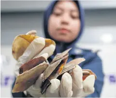  ?? AP ?? A Malaysian customs official holds seized pangolin scales after a press conference at its office in Sepang yesterday. They are believed to have come from Africa.