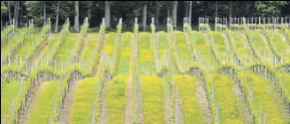  ?? AFP/FILE ?? Rows of vines cover the hills at the Bluebell Vineyard Estate in Furners Green, East Sussex, in England.