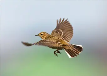  ?? ?? FIVE: Meadow Pipit (Limburg, The Netherland­s, 14 April 2008). This shot gives a good impression of Meadow Pipit’s appearance in the air – somewhat delicate with a weaklookin­g, rather fluttery flight. The small, rounded head and slim body are also obvious here, as is the rather narrow bill. The white outer tail feathers are present in all pipits, but are always particular­ly prominent in this species which often flies with a rather loose, ‘open’ tail.