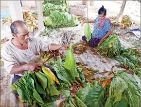  ?? YOUSOS APDOULRASH­IM ?? Farmers prepare tobacco leaves for drying in Kroch Chhmar district, Tbong Khmum province on February 6.