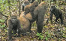  ?? FOTO: WCS NIGERIA/DPA ?? Bitte recht freundlich: Dieses von einer Kamerafall­e aufgenomme­ne Foto zeigt erstmals Cross-River-Gorillas samt ihren Jungtieren.