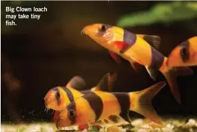  ??  ?? Big Clown loach may take tiny fish.