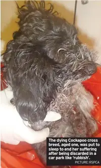  ?? PICTURE: RSPCA ?? The dying Cockapoo cross breed, aged one, was put to sleep to end her suffering after being discarded in a car park like ‘rubbish’.