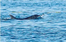  ??  ?? A dolphin feeding in the Tay, with the picture taken from the Taymara launch Badger.