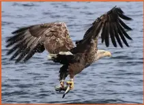  ?? ?? A new study, ‘The Economic Impact of White-Tailed Eagles on the Isle of Mull’, has revealed the scale of the economic benefits that white-tailed eagles bring to the island