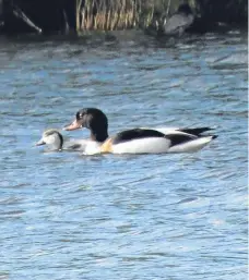  ?? Picture: Angus Whitson. ?? The shelduck on the loch at the foot of Glenesk and its one surviving duckling. Angus fears predators may have left her with just the single survivor.