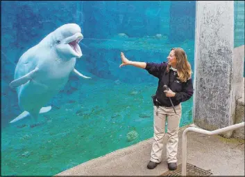  ?? Jessica Hill The Associated Press ?? A trainer works in 2004 with Naku, a beluga whale, at the Mystic Aquarium in Mystic, Conn. The aquarium wants to import five more beluga whales from Canada.