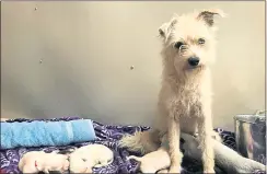  ??  ?? “Queen Elizabeth”is pictured at the Peninsula Humane Society/SPCA, with her six puppies. The Peninsula Humane Society/SPCA was notified and staff members rescued the mother dog and her pups.