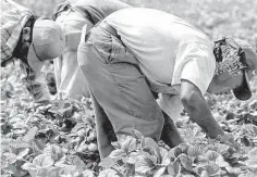  ?? San Francisco Chronicle file ?? The strawberry industry is necessaril­y labor-intensive. Machines would damage the fruit, so workers must stoop down to remove the fruit one by one. In the U.S., most of this work is done by immigrants.