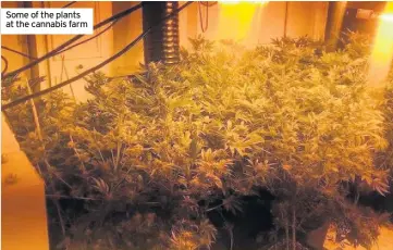  ??  ?? Some of the plants at the cannabis farm