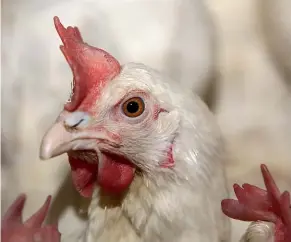  ??  ?? Farmed chickens are genetic freaks, bred to be obese and fast-growing.