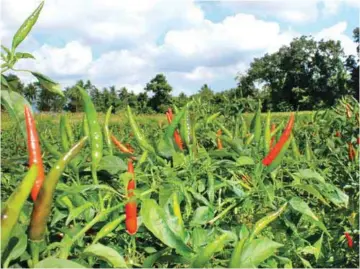  ??  ?? Some of the ready-to-harvest hot chilli peppers at the farm of Elmer Umali in Batangas.