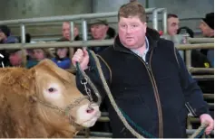  ?? PHOTO: CLIVE WASSON ?? Bobby Patterson with his champion bullock at Raphoe Mart’s final show of the year.