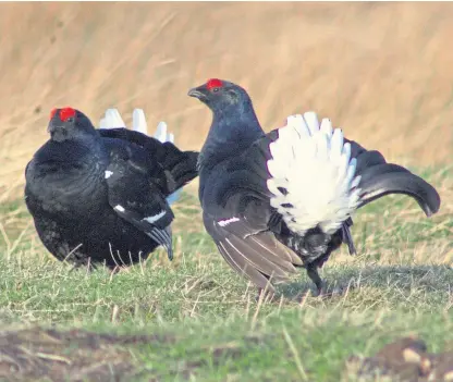  ??  ?? The peak period for “lekking”, when males display to attract females, is April and May.