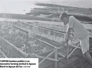  ?? DENR-BMB ?? FloAting bamboo paddies is an innovative farming method in Agusan Marsh in Agusan del Sur.