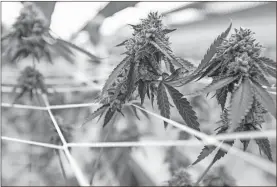  ?? Irfan Khan/the San Diego Union-tribune/tns ?? Marijuana grows inside a greenhouse in Needles, California.