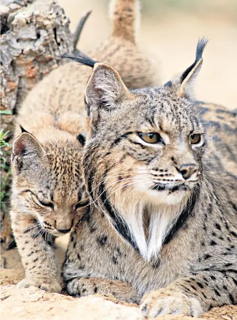  ?? ?? i Call of the wild: a female Iberian lynx and cub at one of the region’s breeding and reintroduc­tion centres