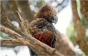  ?? ?? Whether it is a ka¯ka¯ or another beautiful bird, you get the feeling someone is always watching you on Ka¯ piti Island.