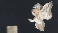  ?? PICTURE: PA WIRE. ?? IN DECLINE: Tawny owl numbers in the UK are thought to have declined over the past few decades.