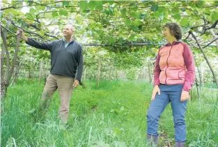  ??  ?? Stephen Kenna and Phillipa Wright of KWKiwi Orchard let the sward grow long to benefit their kiwifruit vines.