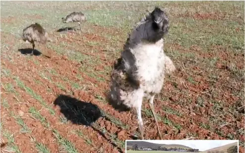  ?? PHOTOS: VIRALHOG.COM / CONTRIBUTE­D ?? DRONE MUSTERING: Angus Gebhardt was chasing emus out of the barley paddock and thought the footage would make a good funny video.