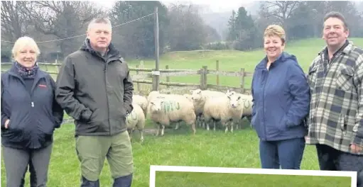  ??  ?? Stephen and Helen Sheldon with pals Chris and Carolyn Thompson; Inset, a sheep gets the message