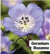  ?? ?? Geranium Rozanne